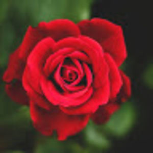 Meet your Posher, Jada